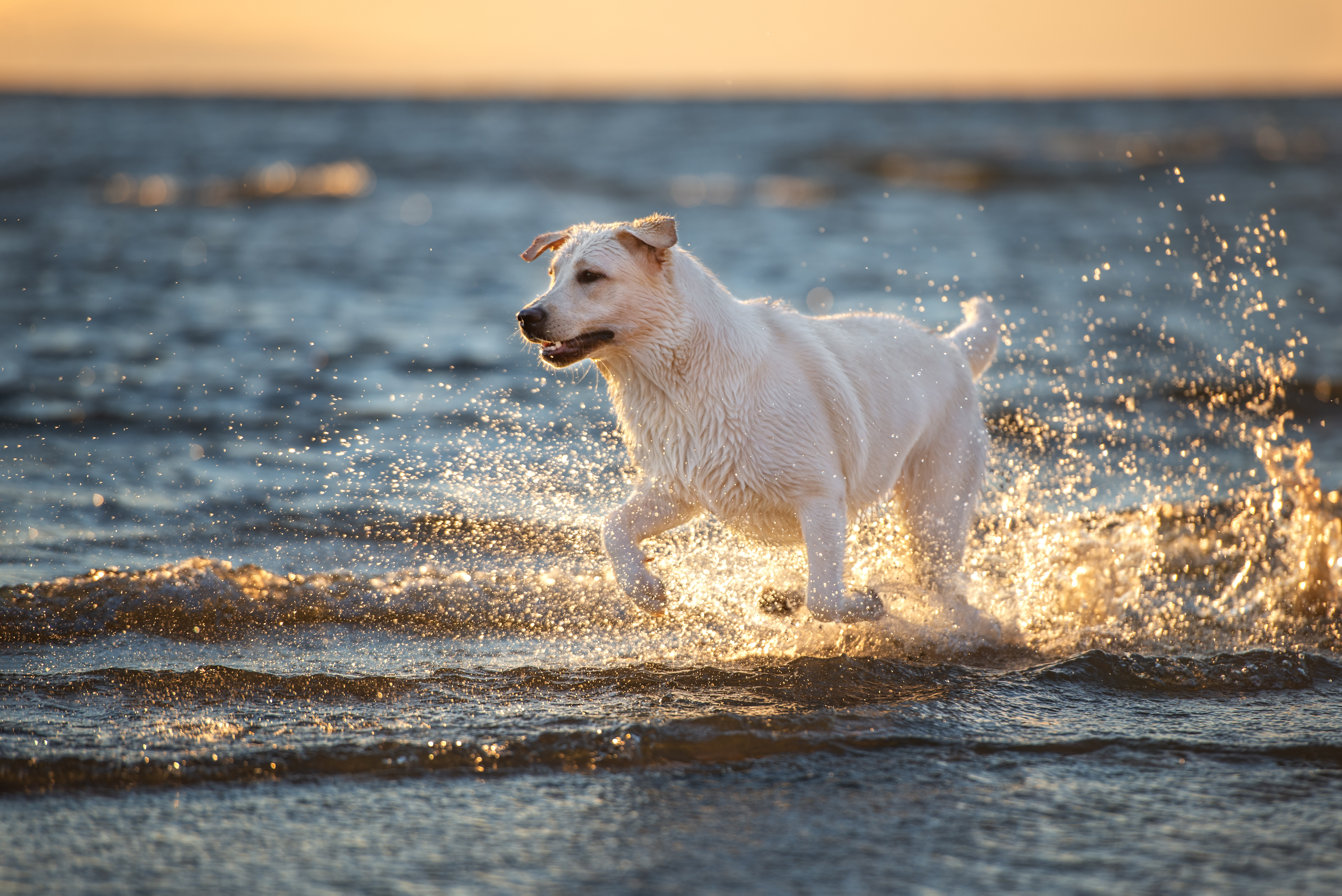 AdobeStock_427411651
